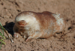 The Juliana’s golden mole is one of Africa’s most threatened mammals Jackson.png