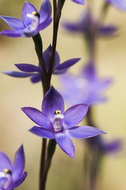 Thelymitra alpina.jpg