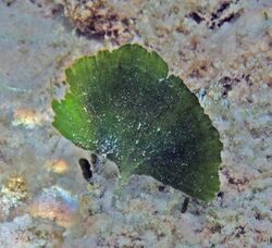 Udotea flabellum (mermaid's fan alga) Bahamas.jpg