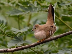 Uropelia campestris - Long-tailed Ground Dove; Corumbá, Mato Grosso do Sul, Brazil.jpg