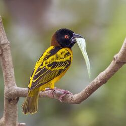 Village weaver (Ploceus cucullatus cucullatus) male with leaf.jpg