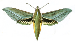 Xylophanes virescens.png