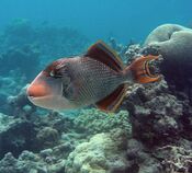 Yellow-margin triggerfish at Palmyra Atoll NWR (5123999534).jpg