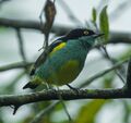 Yellow-tufted Dacnis (Dacnis egregia) - South Ecuador.jpg