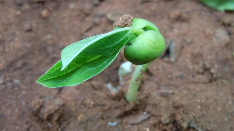 File:(Canavalia lineata) sprout at Madhurawada.JPG