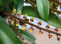 小眼鏡蛇豆蘭 Bulbophyllum falcatum -香港青松觀蘭花展 Tuen Mun, Hong Kong- (9252392919).jpg