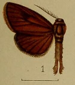 01-Arbela theivora=Indarbela theivora (Hampson 1910).JPG