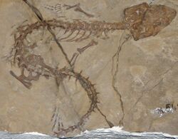 9182 - Milano - Museo storia naturale - Derasmosaurus pietraroiae - Foto Giovanni Dall'Orto 22-Apr-2007 (cropped).jpg