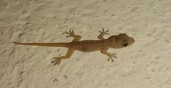 A baby common house gecko captured in West Bengal, India.jpg