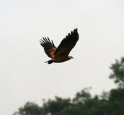 A black-collared hawk, Busarellus nigricollis.jpg