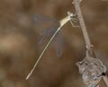 A male Dusky Spreadwing damselfly.jpg