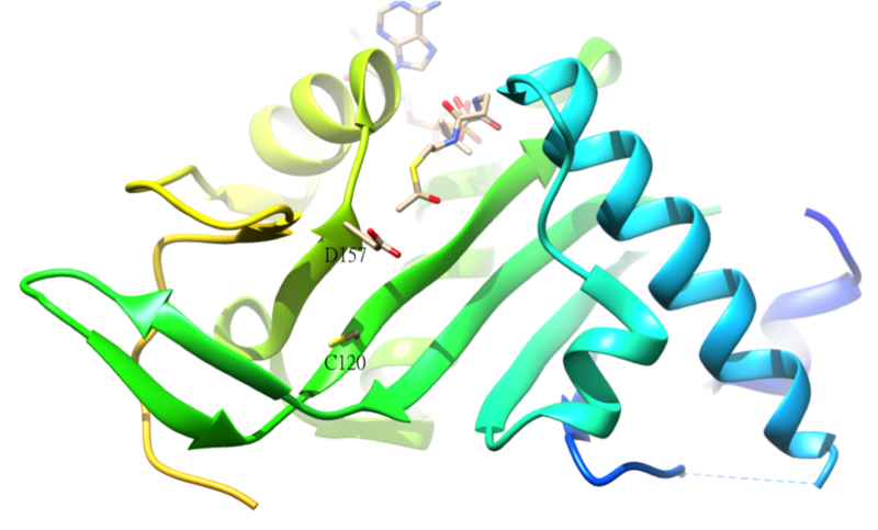 File:Acetylation tubulin.png