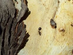Adult Bucolus fourneti with ants on a tree.jpg