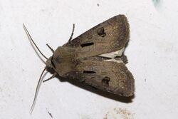 Agrotis.exclamationis.7204.jpg