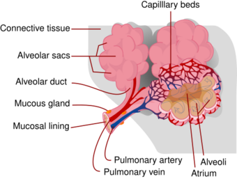 Alveolus diagram.svg