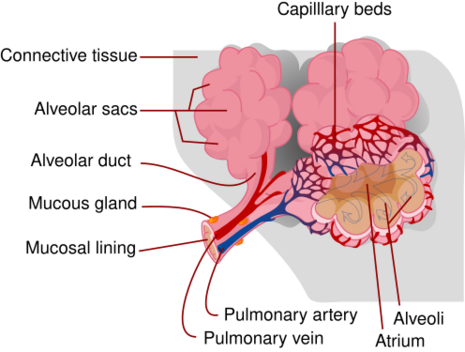 File:Alveolus diagram.svg