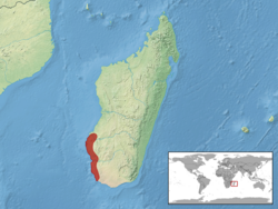 Amphiglossus andranovahensis distribution.png