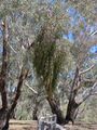 Amyema miquelii on Eucalyptus melliodora (23984200958).jpg