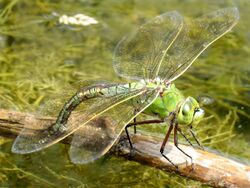 Anax imperator female.jpg