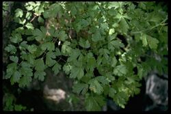 Aquilegia eximia.jpg