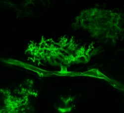 An arbuscle formed by Arbuscular mycorrhizal fungus Rhizophagus irregularis in Maize root, stained with WGA-Alexa fluor, seen using fluorescence microscopy.