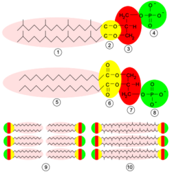 Archaea membrane.svg