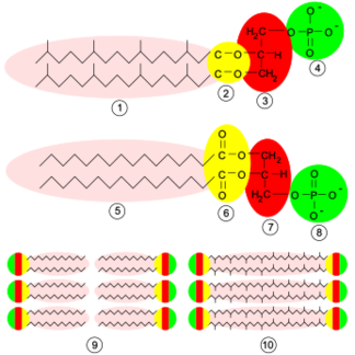 File:Archaea membrane.svg