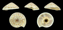 Architectonica perdix 01.JPG