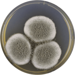 Aspergillus giganteus cya.png