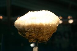 Atlantic Mushroom Coral (2896282041).jpg