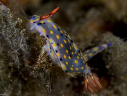 B156708 Hypselodoris confetti.jpg