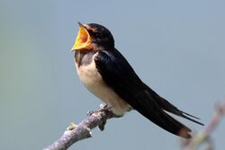 Barn swallow (Hirundo rustica rustica) singing.jpg