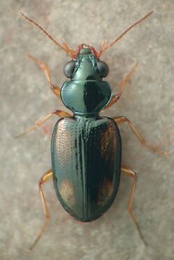 Bembidion poculare.jpg