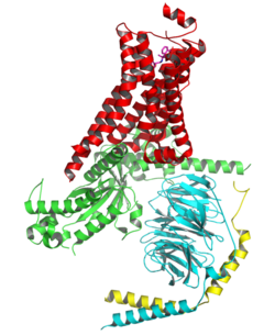 Beta2Receptor-with-Gs.png