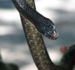 Black Rat Snake Ontario.jpg