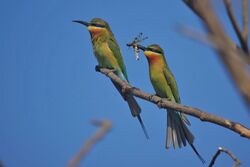 Blue-tailed Bee-Eaters with Dragonfly.jpg