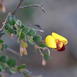 Bossiaea buxifolia ACT.jpg