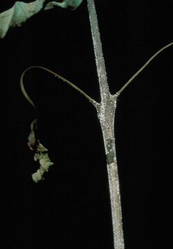 Calonectria kyotensis sporing structures
