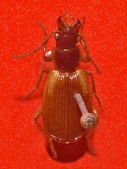 Carabidae - Cymindis humeralis.JPG