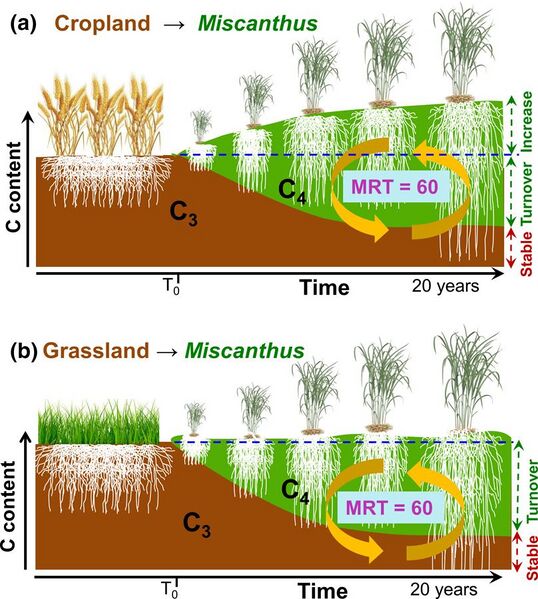 File:Carbon storage under Miscanthus x giganteus plantations.jpg