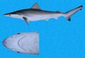 Pacific smalltail shark (Carcharhinus cerdale)