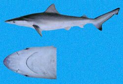 Carcharhinus cerdale SI.jpg