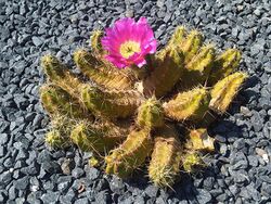 Caryophyllales - Echinocereus pentalophus - 1.jpg