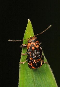 Case-bearing Leaf Beetle - Pachybrachis impurus, Felsenthal National Wildlife Refuge, Crossett, Arkansas.jpg