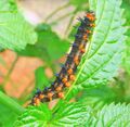 Caterpillar (Junonia evarete).jpg