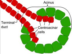 Centroacinar cells.jpg