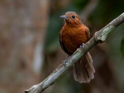 Cercomacroides serva - Black antbird (female), Careiro, Amazonas, Brazil.jpg