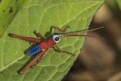 Chocó grasshopper (Opaon varicolor) male.jpg