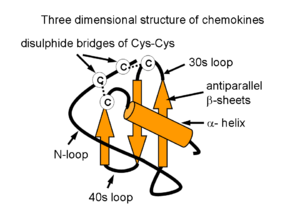 Three dimensional structure of chemokines