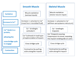 Comparison of smooth muscle and skeletal muscle contraction.png
